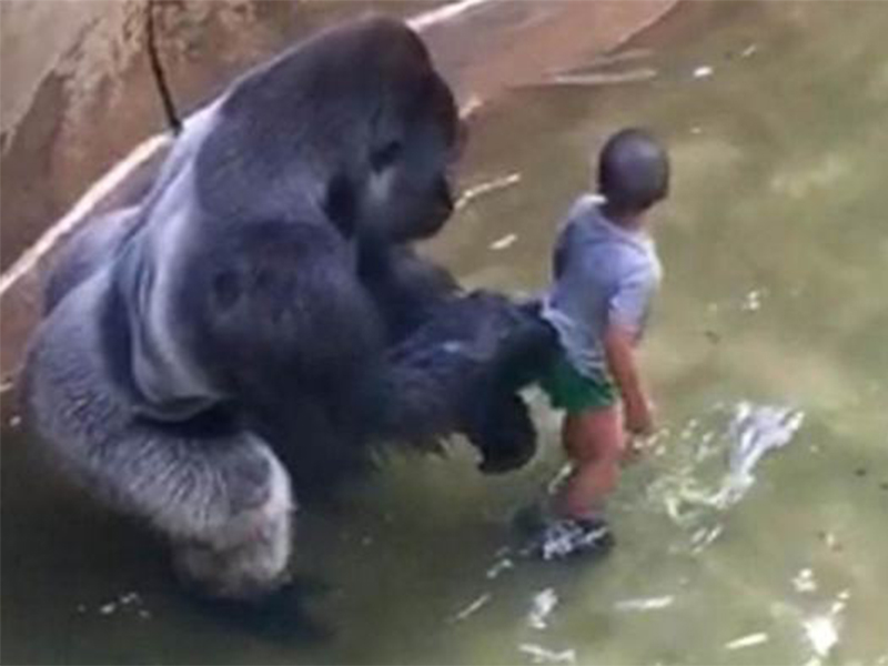 How the Harambe Tragedy can Ignite Awareness about the Dehiwala Zoo