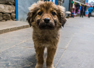 dog-img-thmb