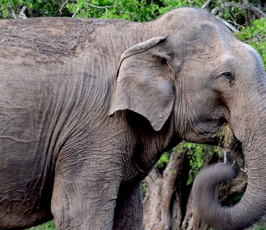 Wildlife Crime: what is it and why should you care?