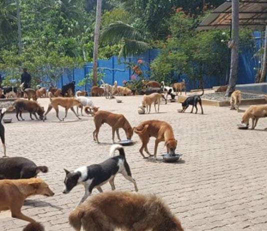 Where do all the Unwell Sri Lankan Street Dogs Go?