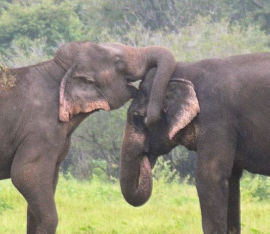 Sinharaja: How should we protect a World Heritage Site?