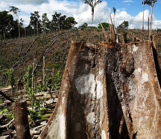 Protecting Our Environment – Is Sri Lanka Doing Enough?