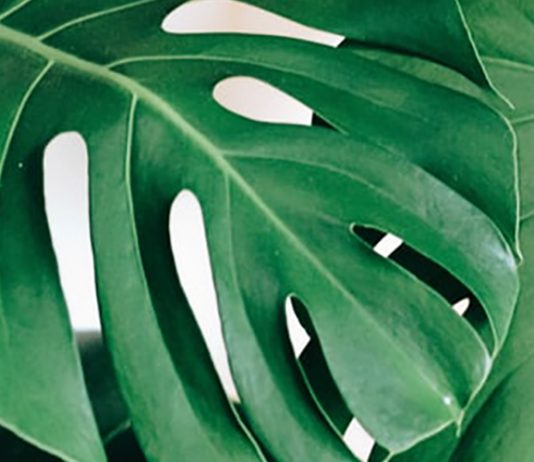 Foolproof Tips for an Amateur Gardener