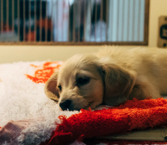 Shelters, Neutering and Vaccines: Creating a Better Tomorrow for Street Animals